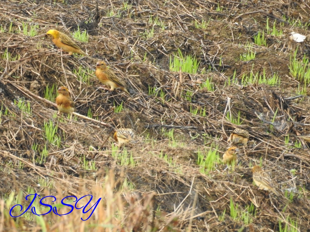 Baya Weaver - ML72140481