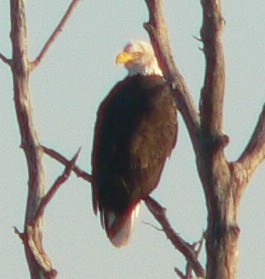 ハクトウワシ - ML72140851