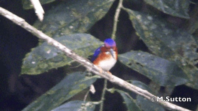 White-bellied Kingfisher - ML721420