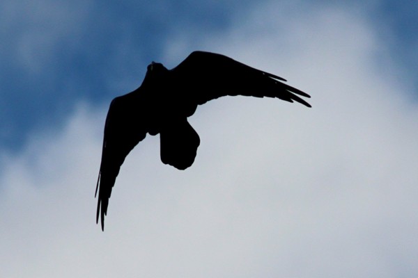 Common Raven - ML72142491