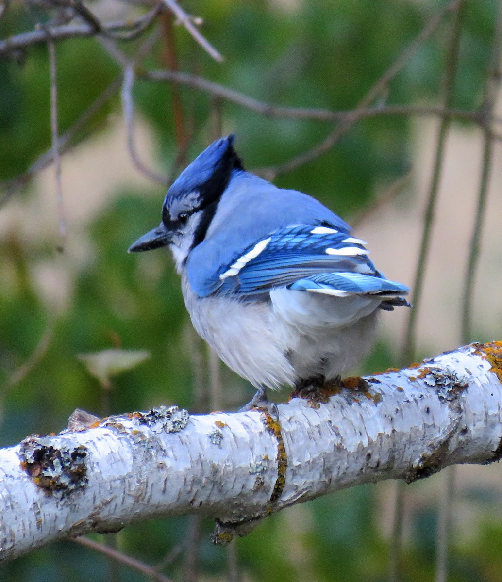 Blue Jay - Kelley Shelton