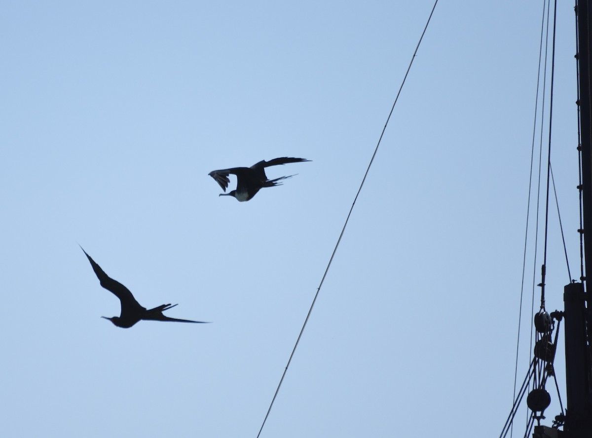 Magnificent Frigatebird - ML72146841