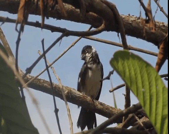 Wing-barred Seedeater - ML721480