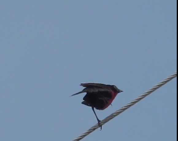 Red-breasted Meadowlark - ML721481