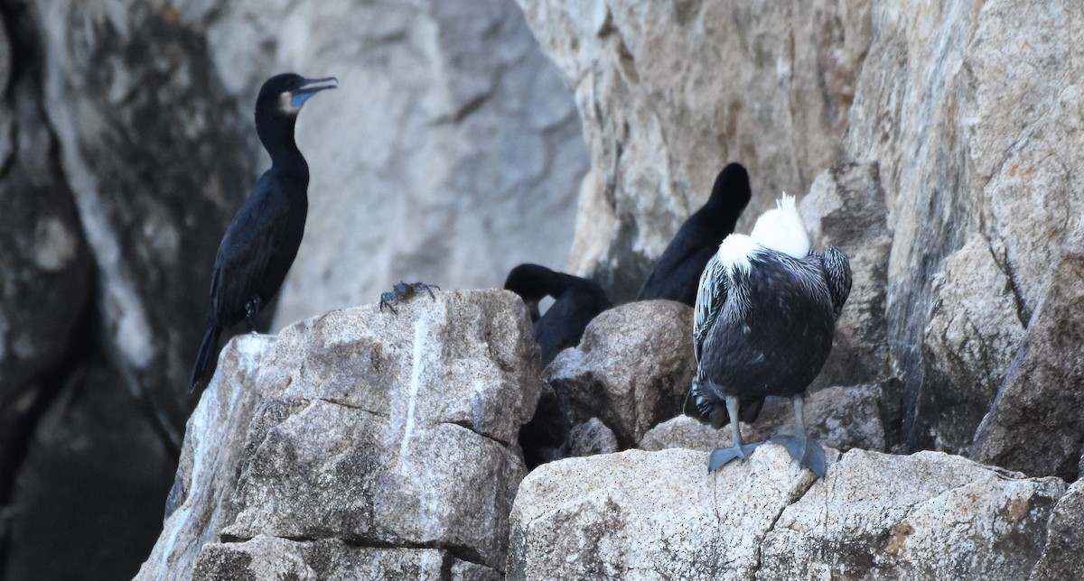 Brandt's Cormorant - ML72148241