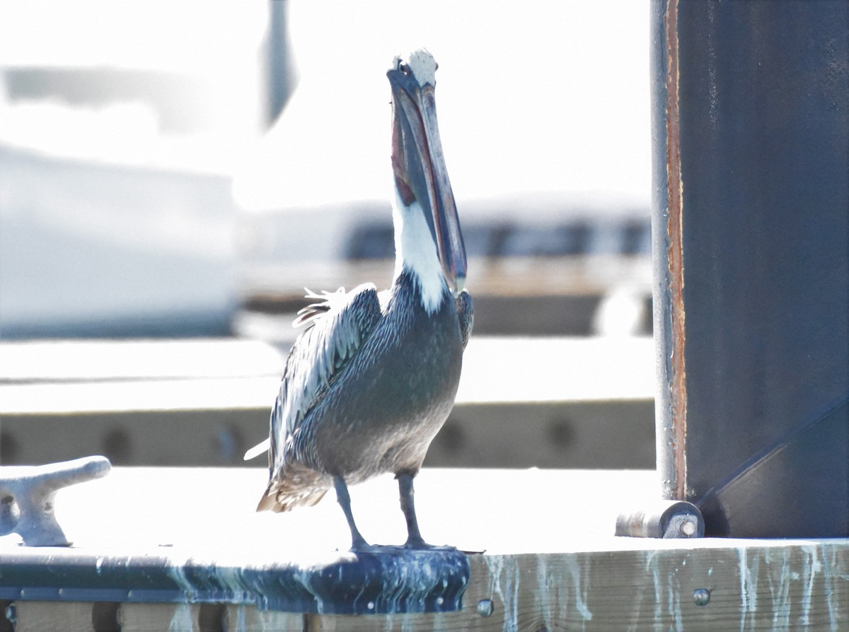 Brown Pelican - ML72148251