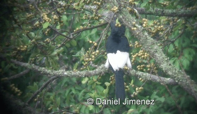 Black-and-white-casqued Hornbill - ML721483