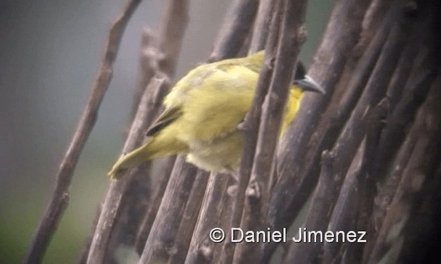 Lesser Masked-Weaver - ML721487