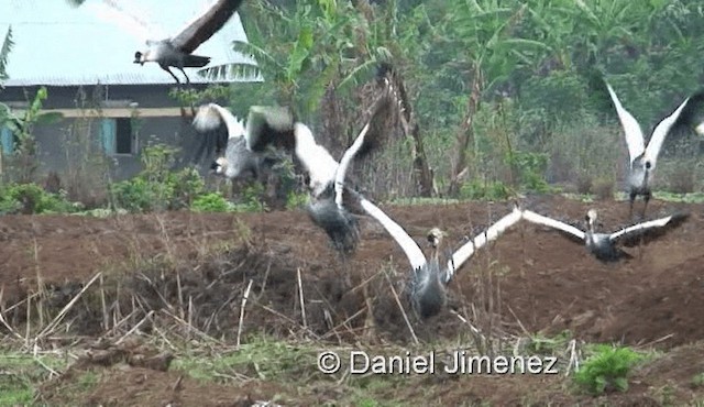 Gray Crowned-Crane - ML721488