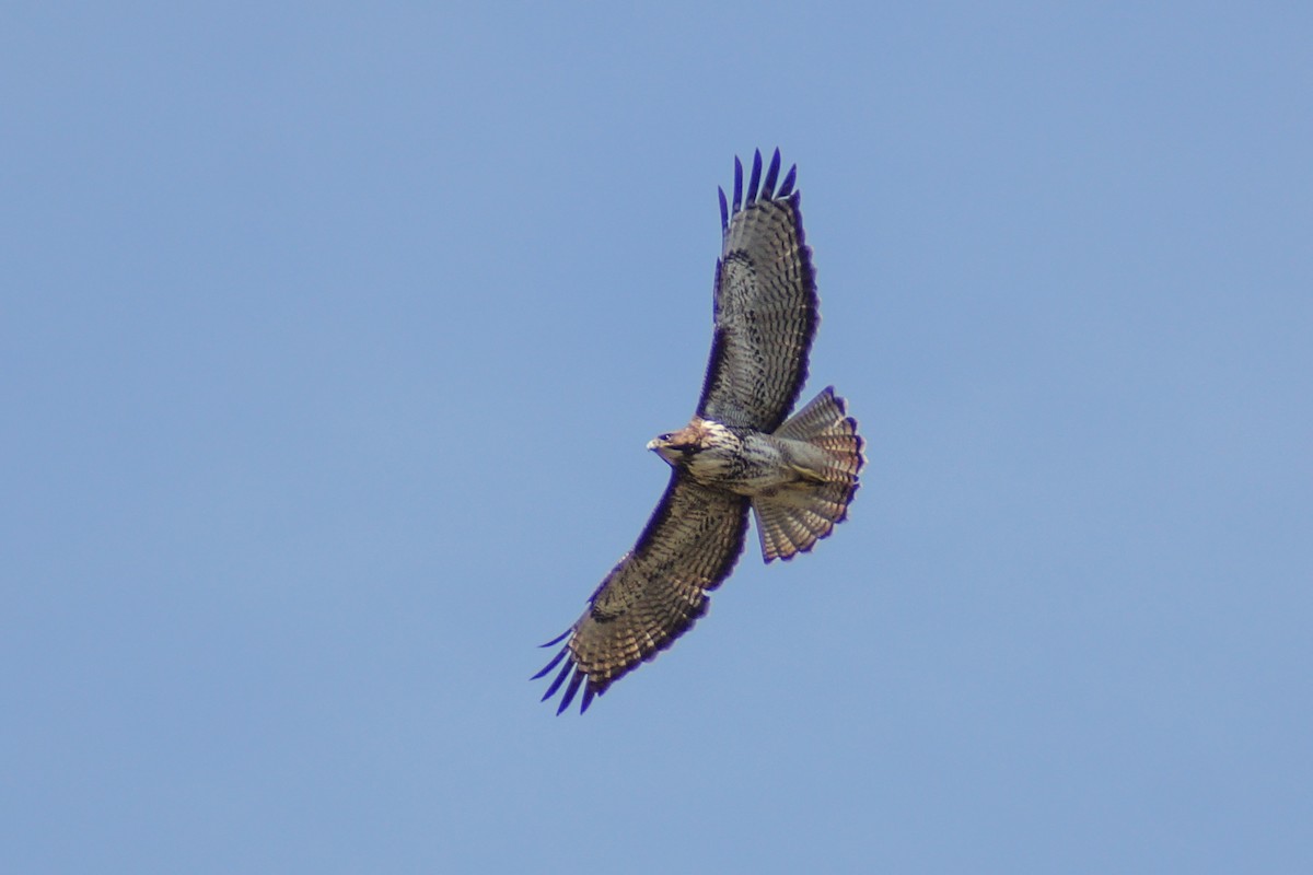 Rufous-tailed Hawk - ML72149381