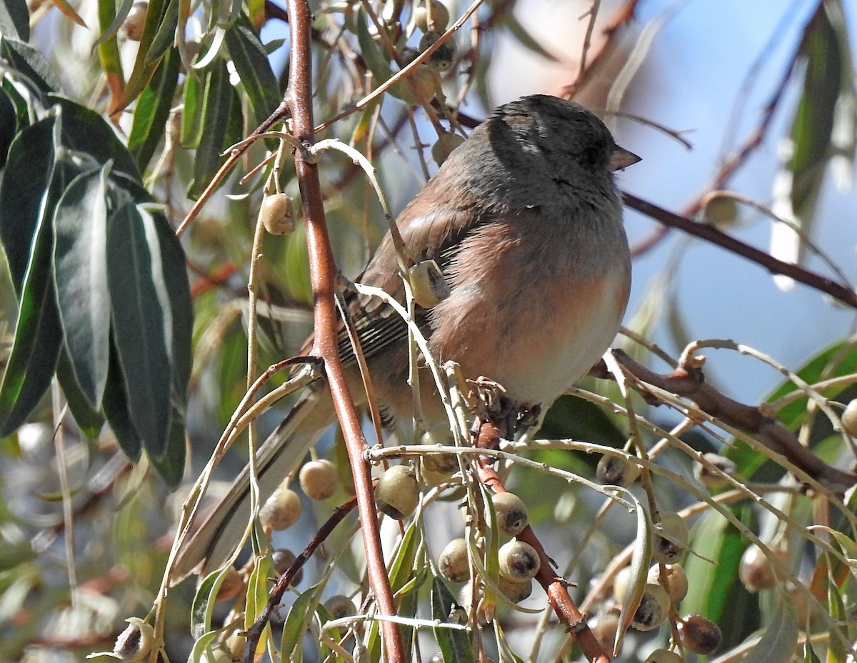 Dark-eyed Junco (Pink-sided) - ML72151591