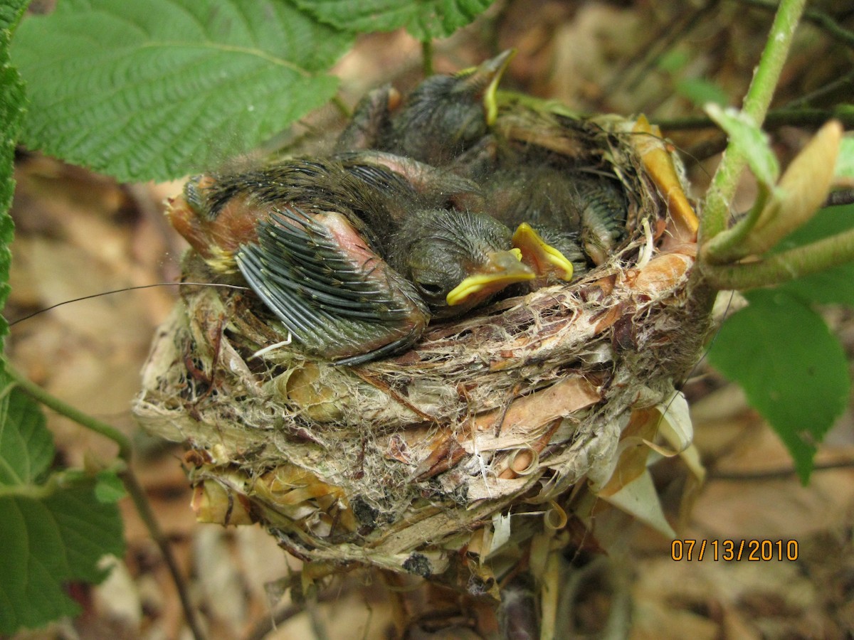 Black-throated Blue Warbler - ML72151681