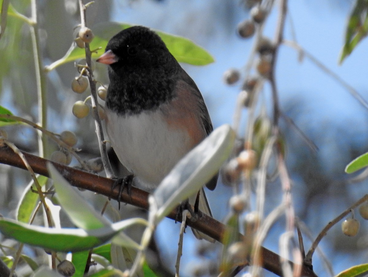 Dark-eyed Junco (Oregon) - ML72151741