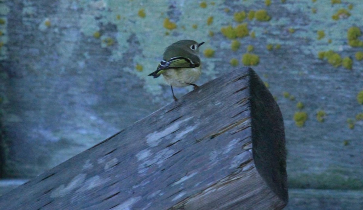 Ruby-crowned Kinglet - ML72151951