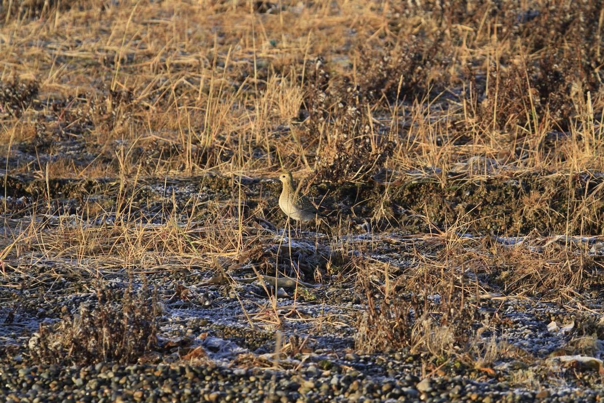 Pacific Golden-Plover - Paul Lehman