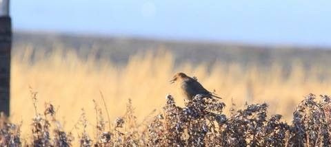 Rusty Blackbird - ML72152081