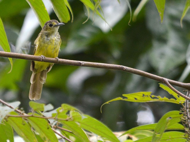 Hairy-backed Bulbul - ML72152141