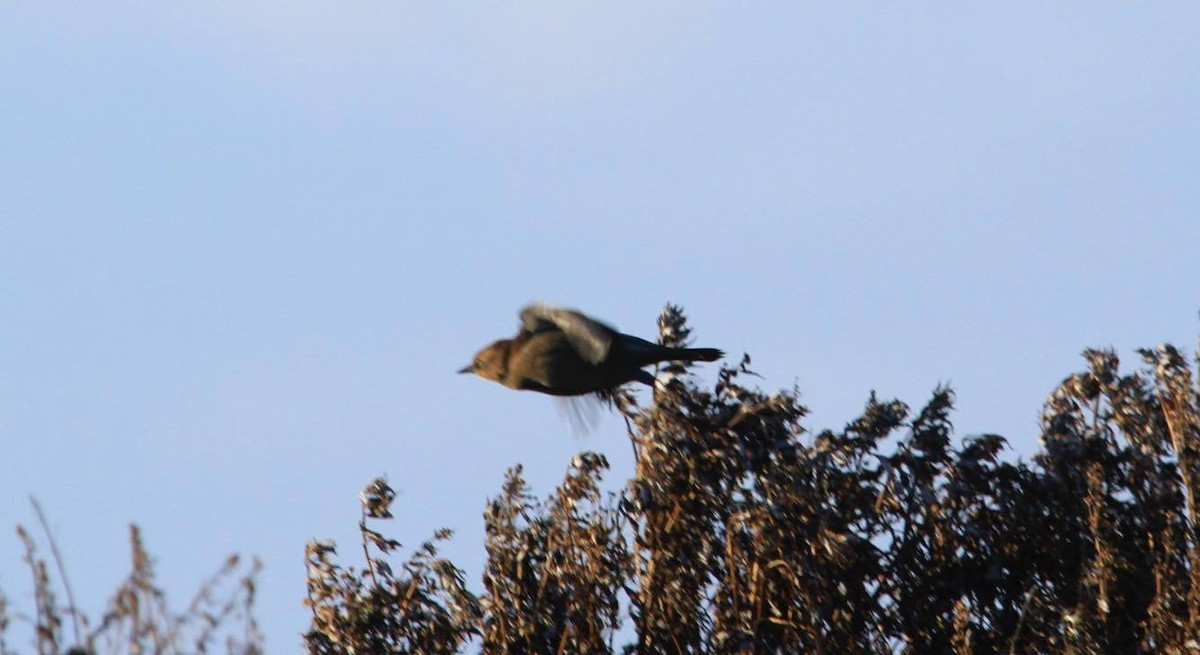 Rusty Blackbird - ML72152151