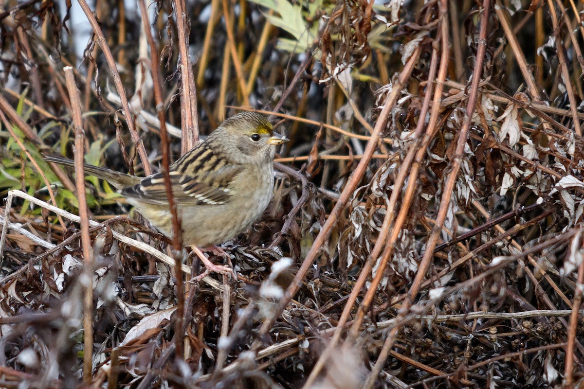 Golden-crowned Sparrow - Paul Lehman