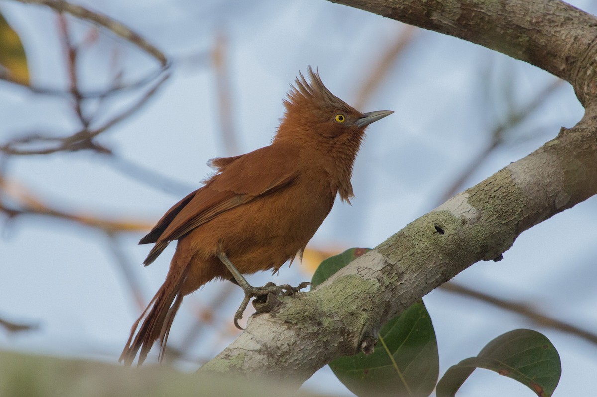 Rufous Cacholote - Lindy Fung