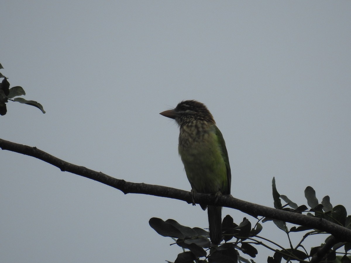 White-cheeked Barbet - ML72155841