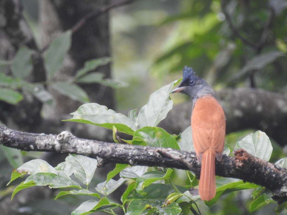 Indian Paradise-Flycatcher - ML72155901