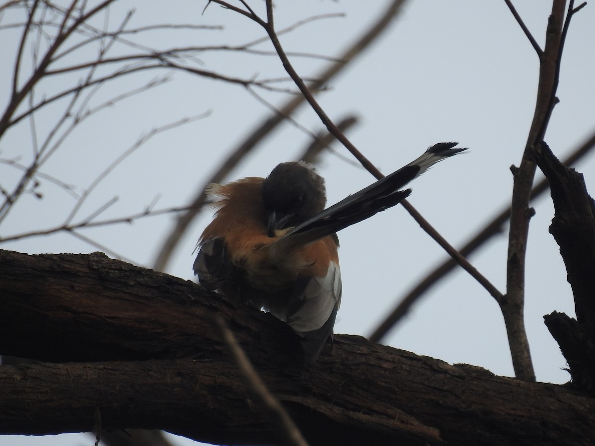 Rufous Treepie - ML72155941