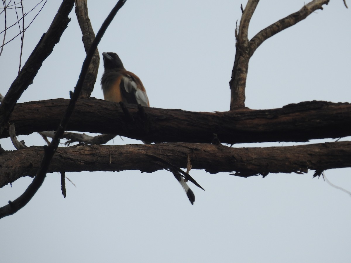 Rufous Treepie - ML72155951