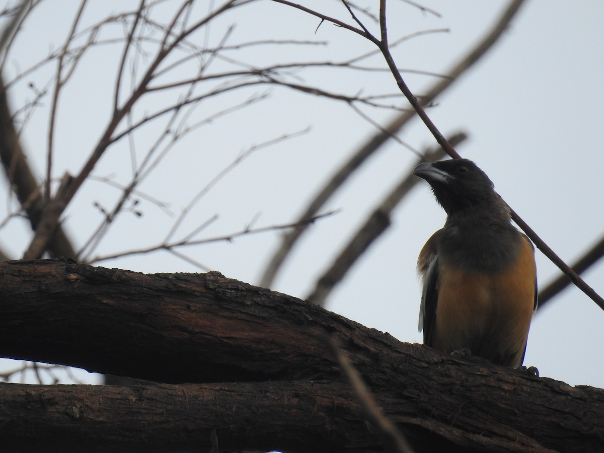 Rufous Treepie - ML72155961