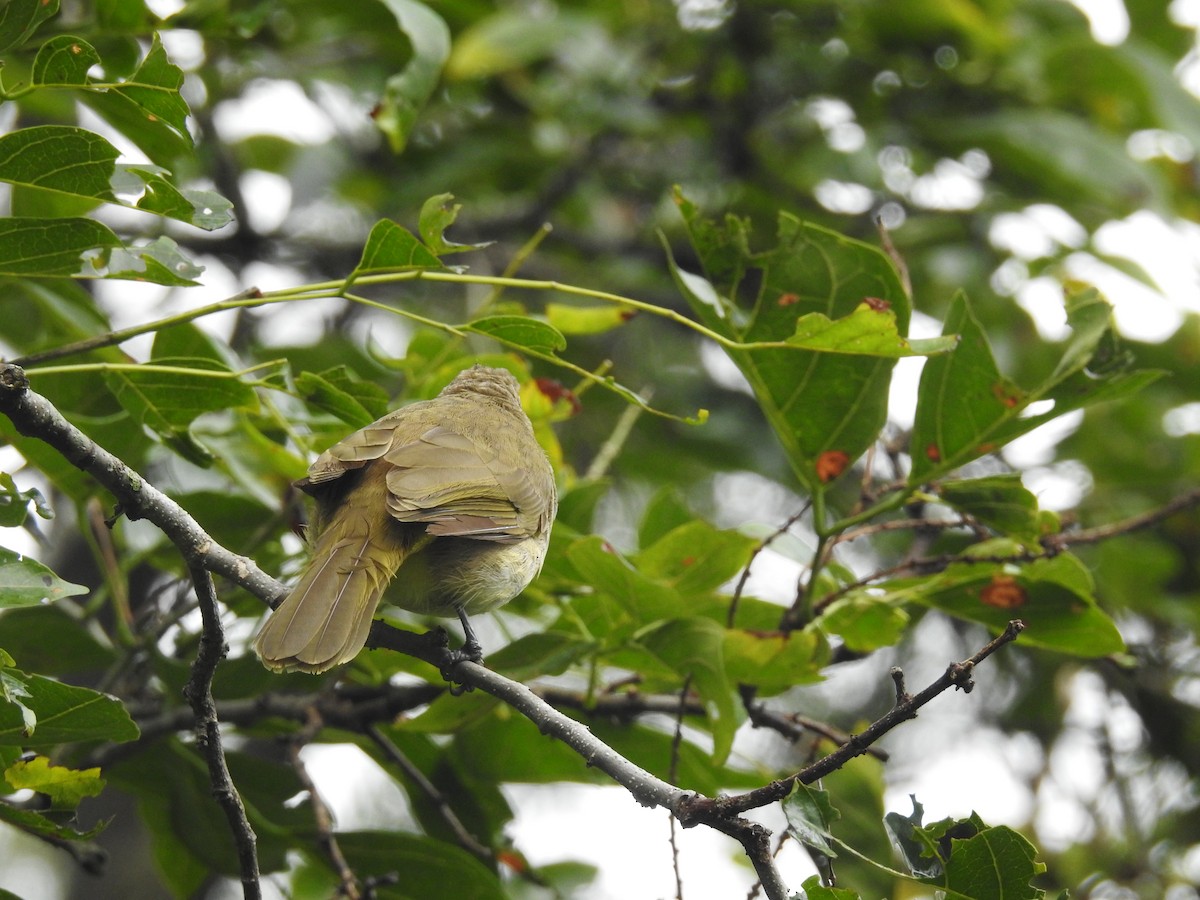 Bulbul à sourcils blancs - ML72155971