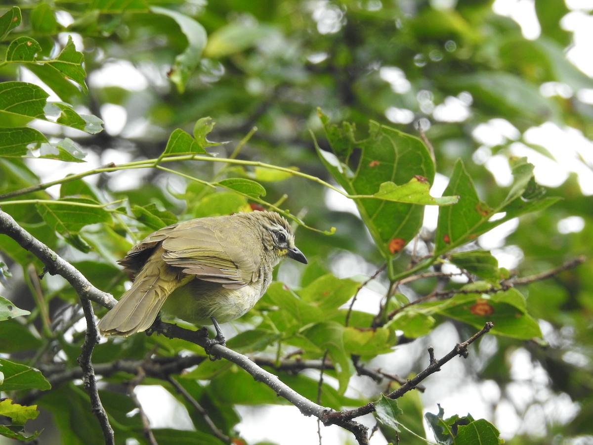 White-browed Bulbul - ML72155981