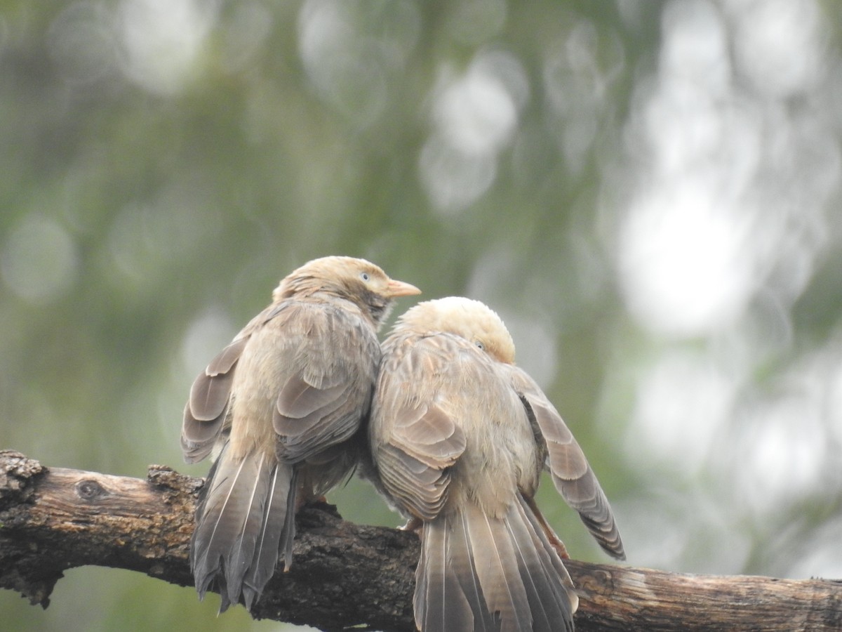 Yellow-billed Babbler - ML72156011