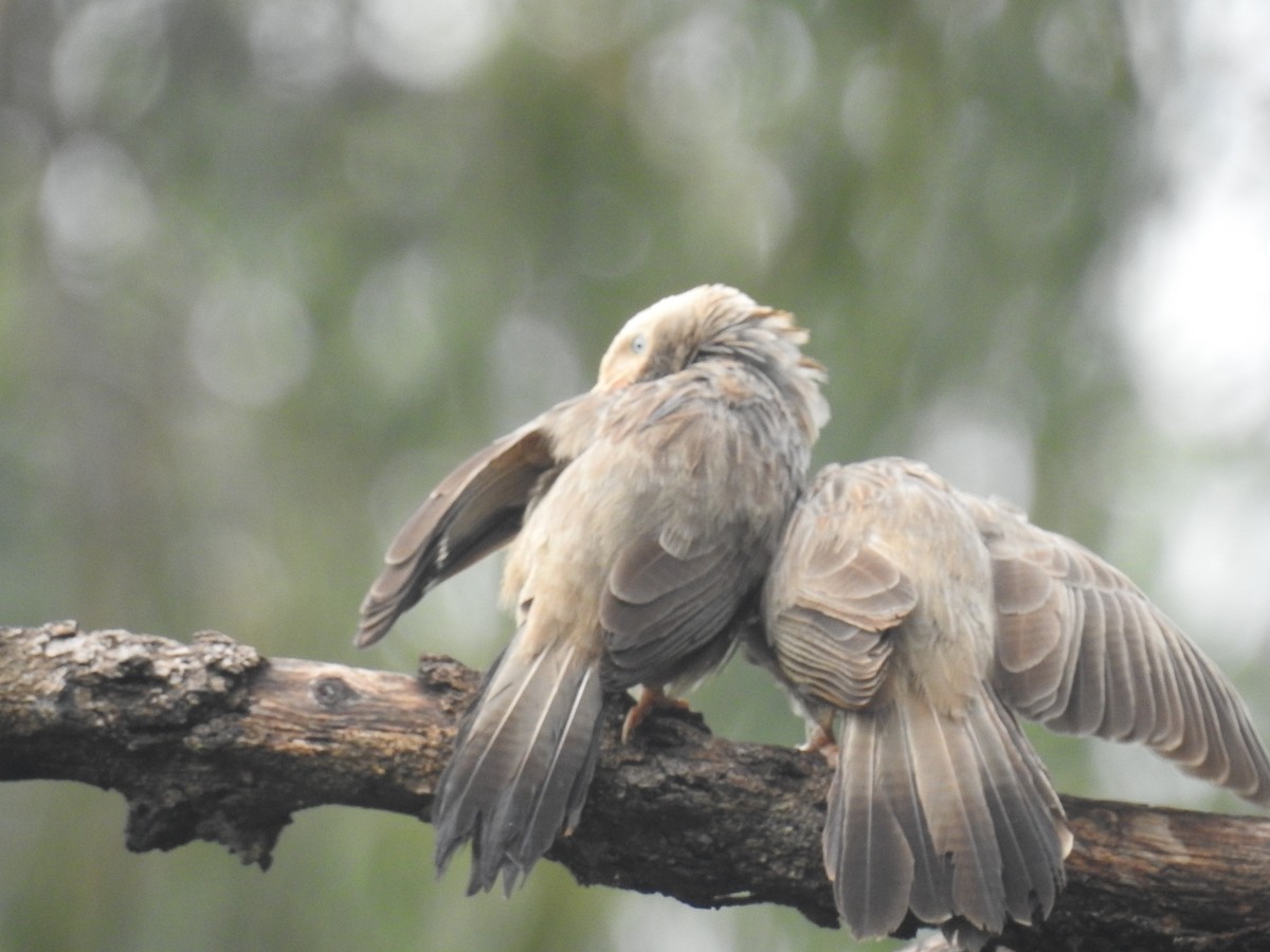 Yellow-billed Babbler - Bhanu Sridharan