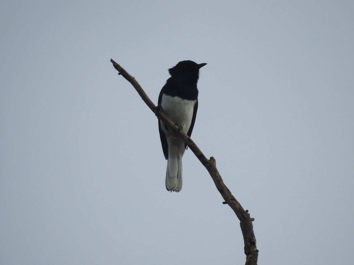 Oriental Magpie-Robin - ML72156031