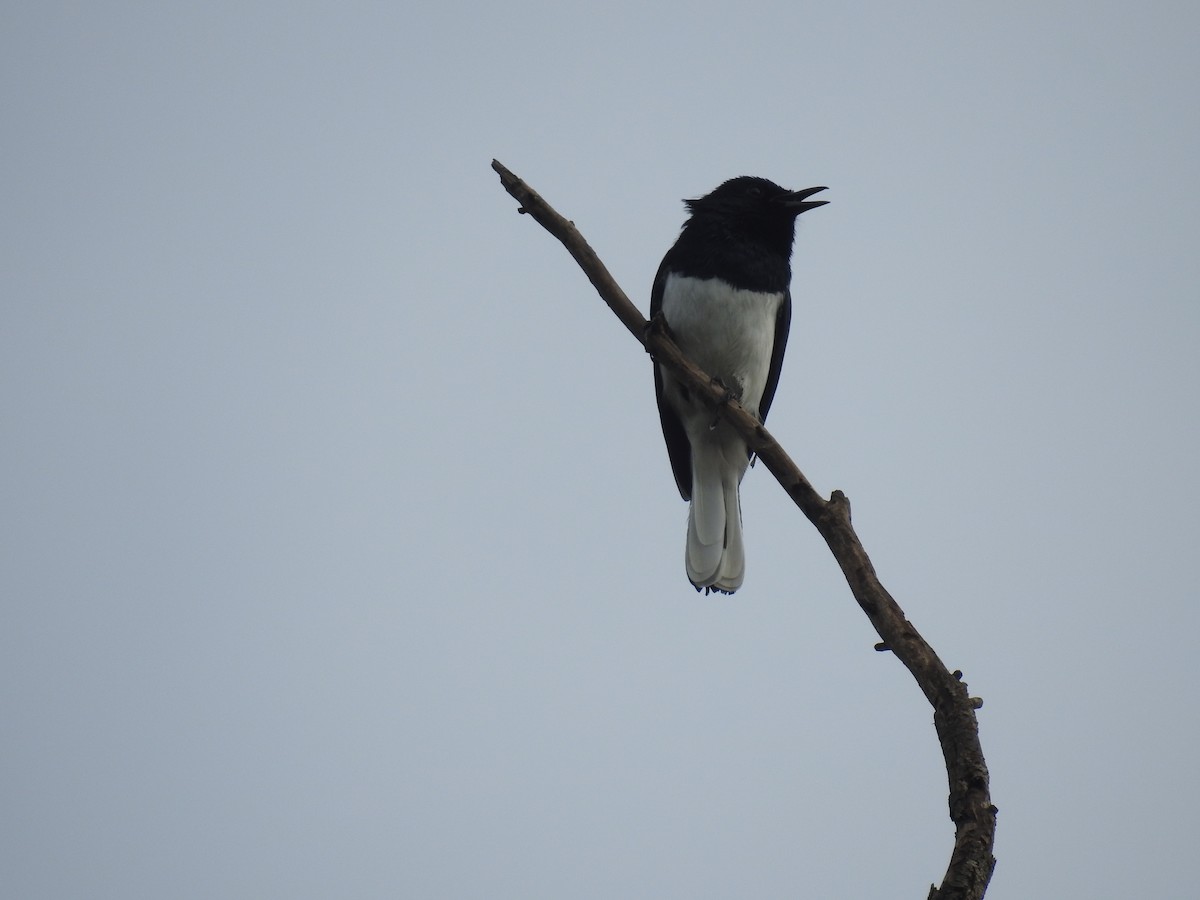 Oriental Magpie-Robin - ML72156041