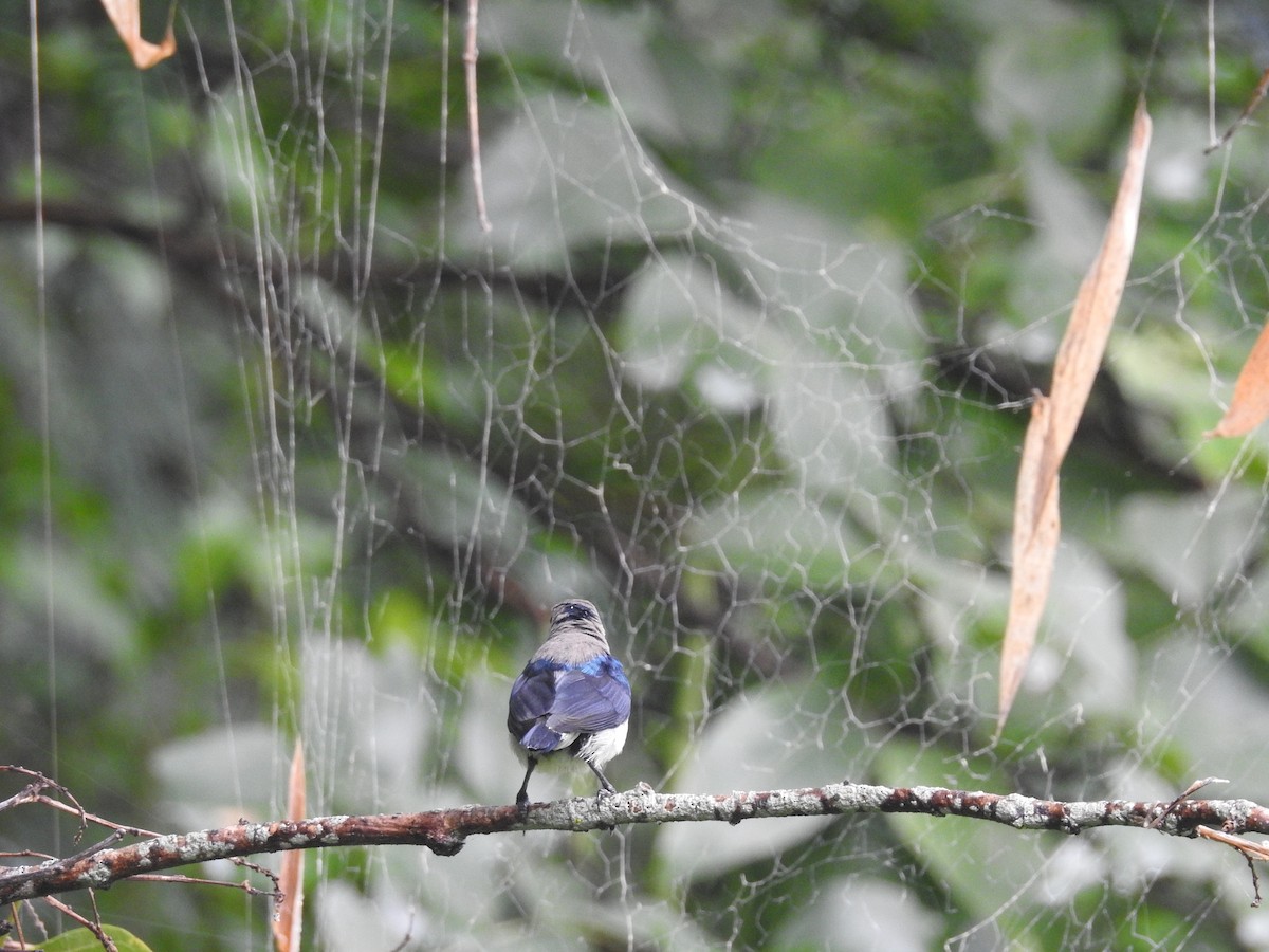 Purple Sunbird - ML72156051