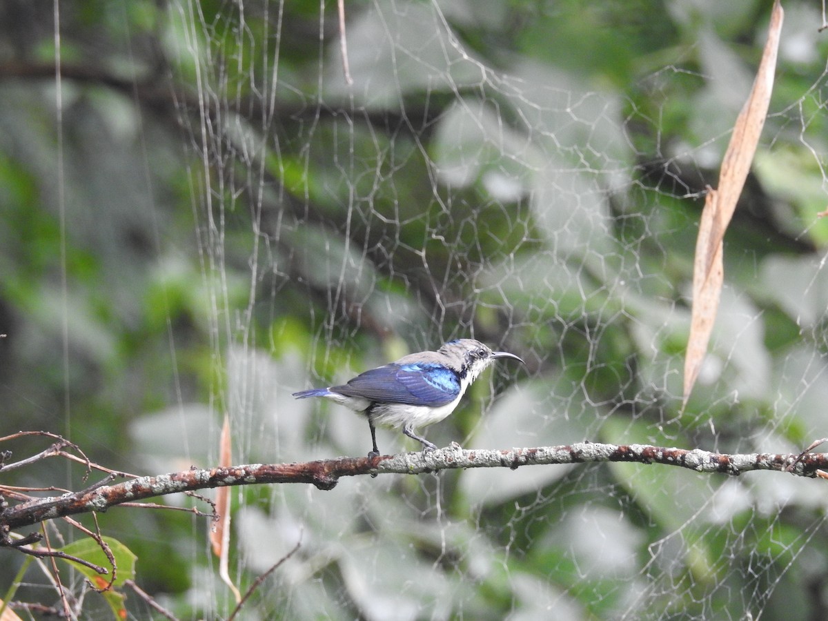 Purple Sunbird - ML72156061