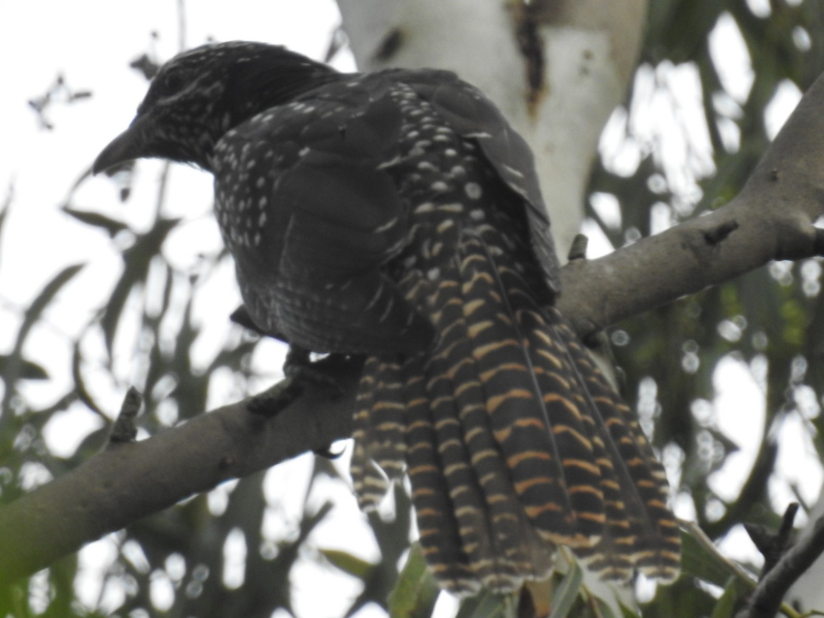 Asian Koel - ML72156071