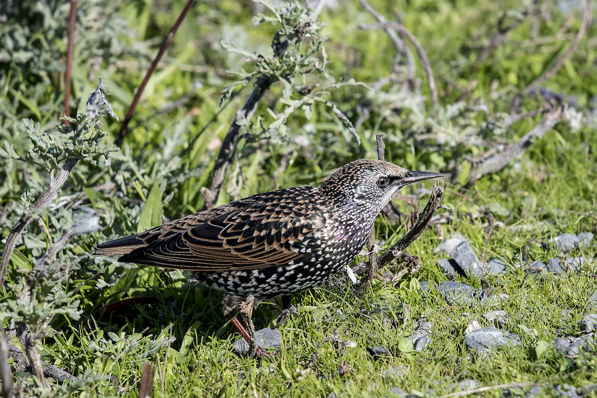 歐洲椋鳥 - ML72156831