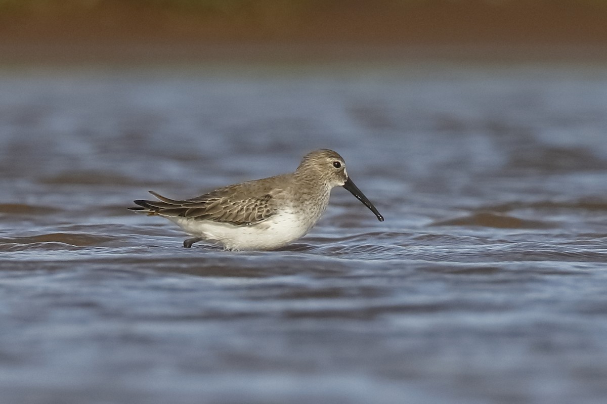 Dunlin - ML72157371