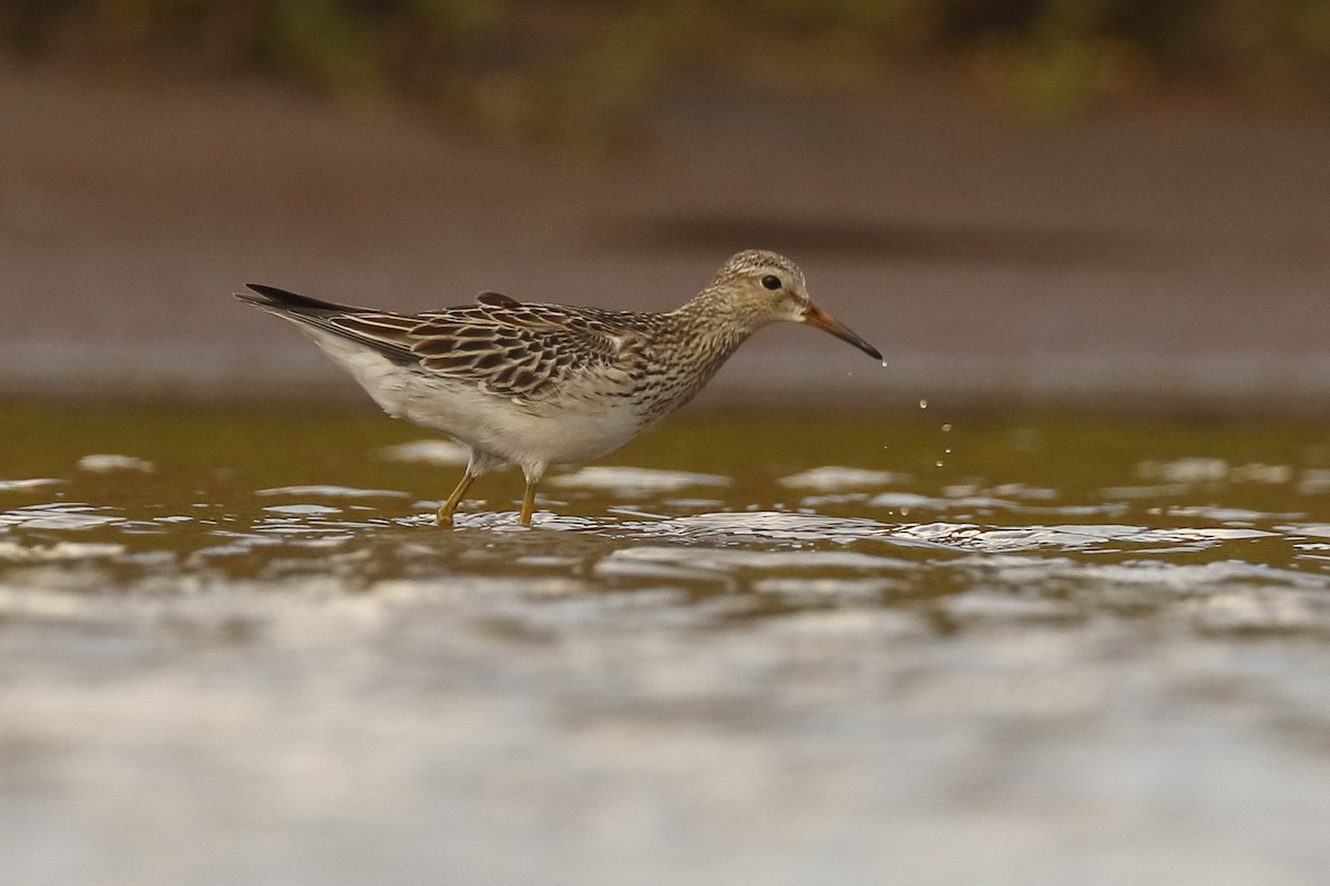 Pectoral Sandpiper - ML72157391