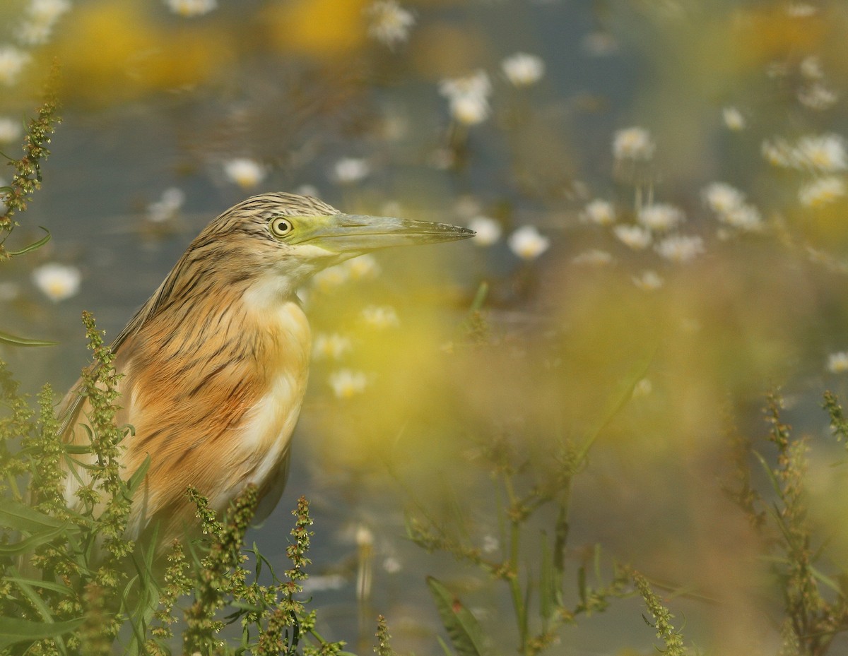 Squacco Heron - ML72159151