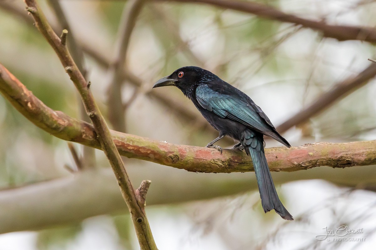 Spangled Drongo - ML72159531