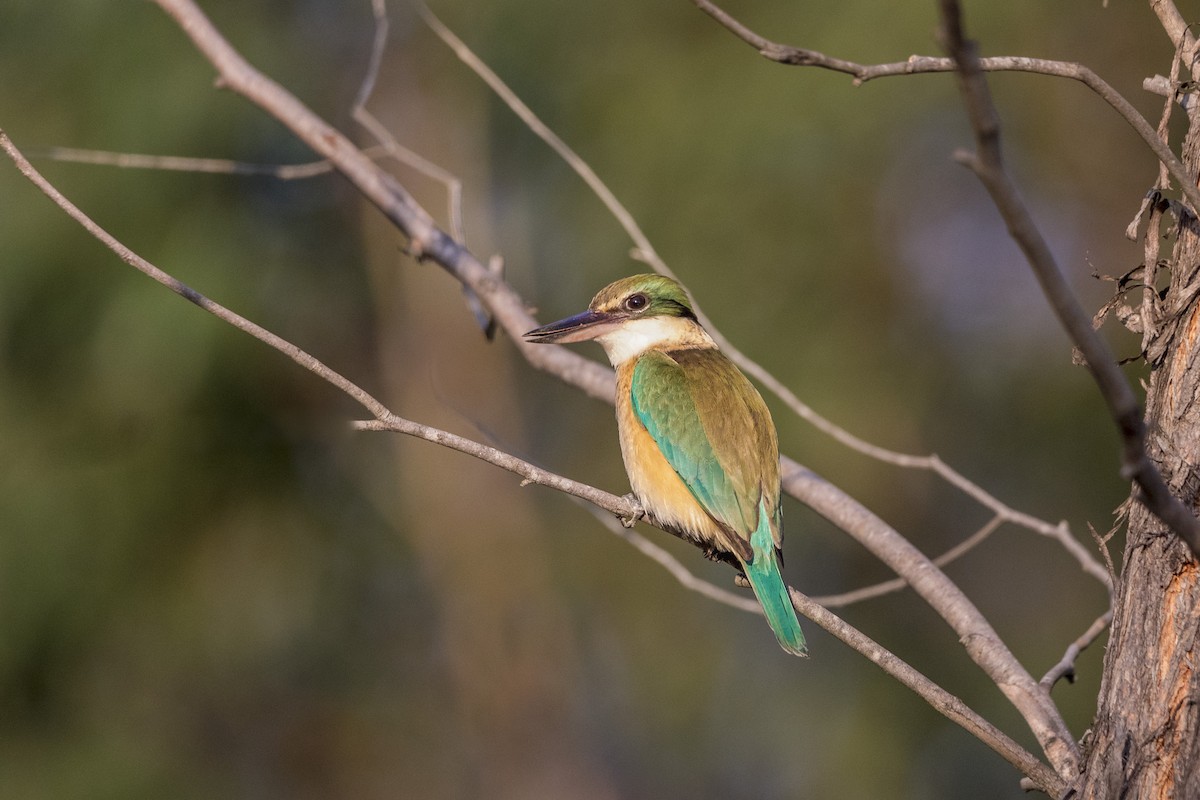 Sacred Kingfisher - ML72159661