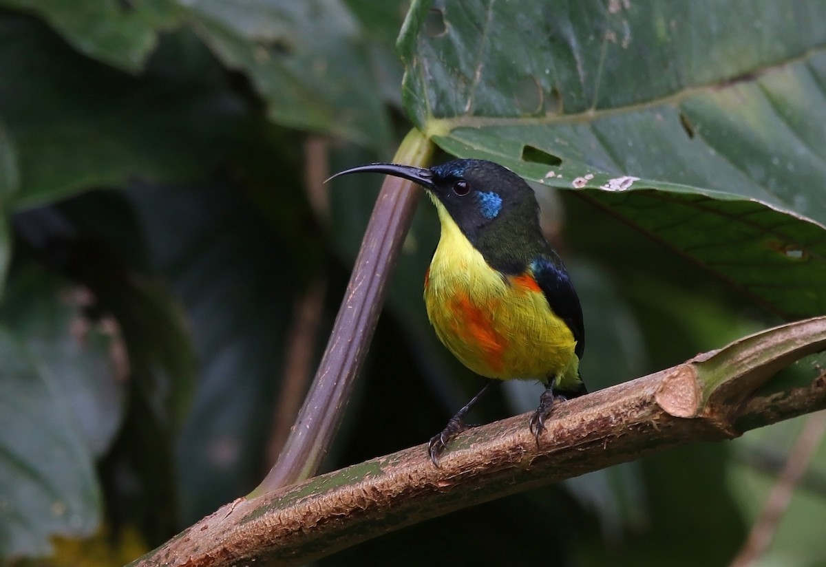 Lina's Sunbird - Pete Simpson
