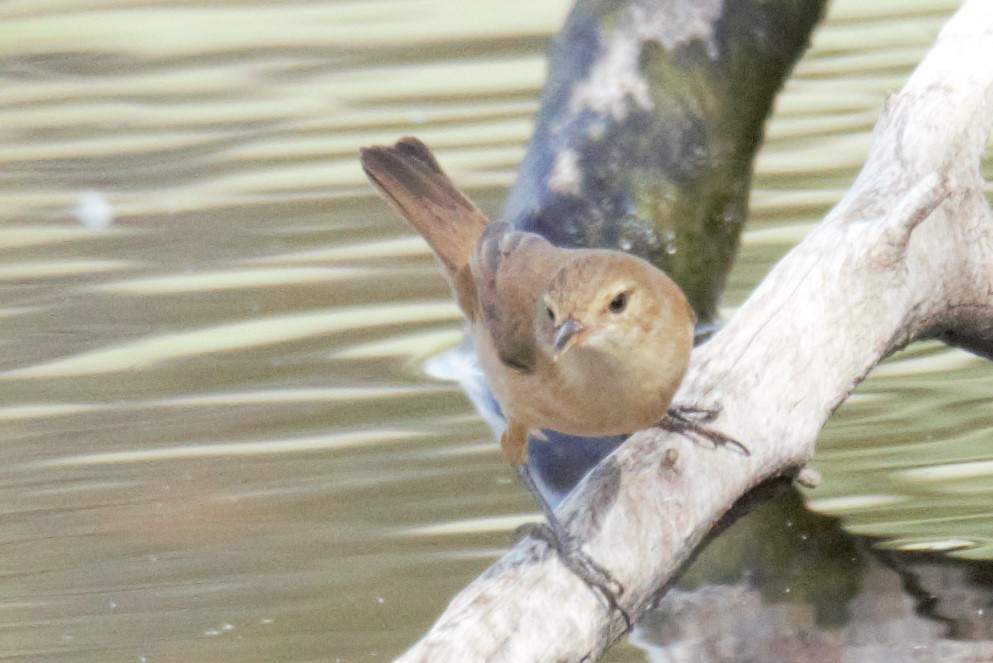 Golden-headed Cisticola - ML72159701