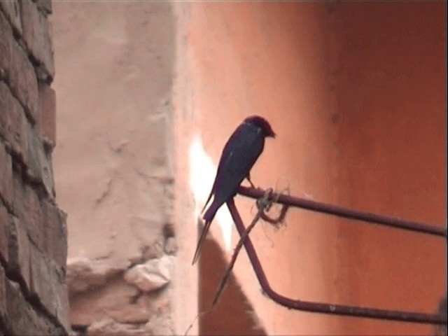 Barn Swallow (Egyptian) - ML721602