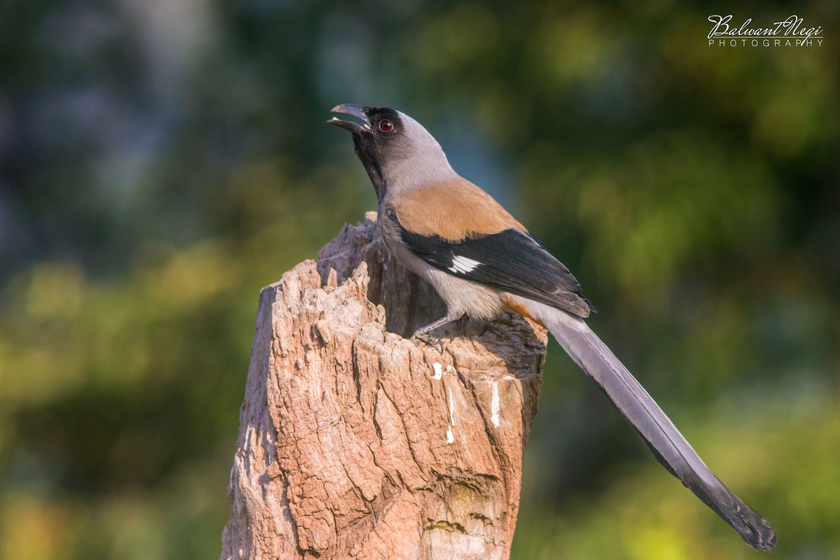 Gray Treepie - Balwant Negi