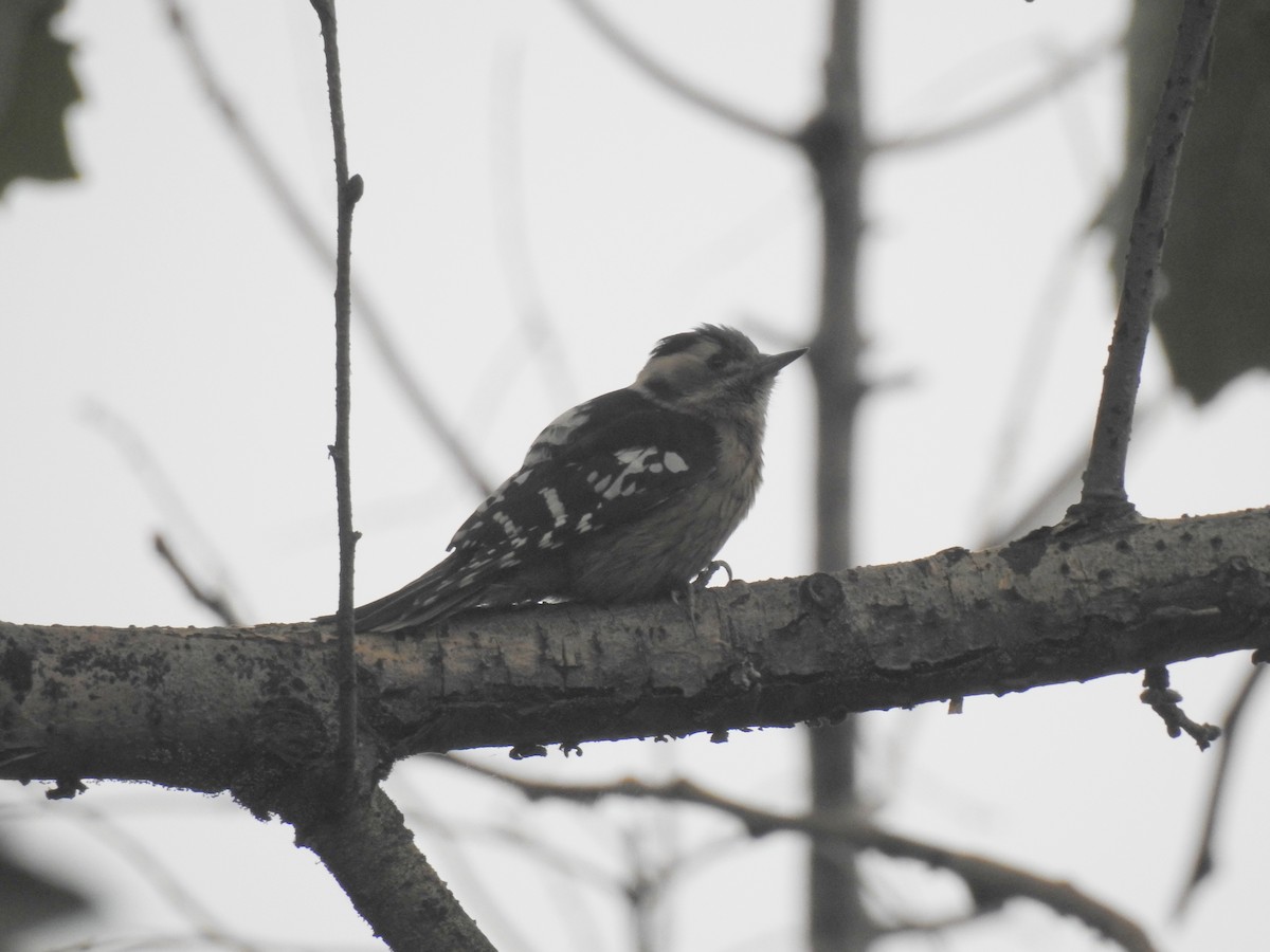 Gray-capped Pygmy Woodpecker - ML72161541