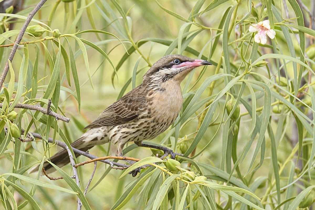 Spiny-cheeked Honeyeater - ML72162371